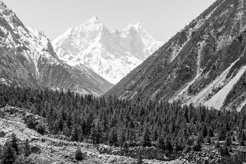 Reforestation with Chir Pine on denuded slopes at Chirbasa near Gaumukh in Uttarkashi district, Uttarakhand